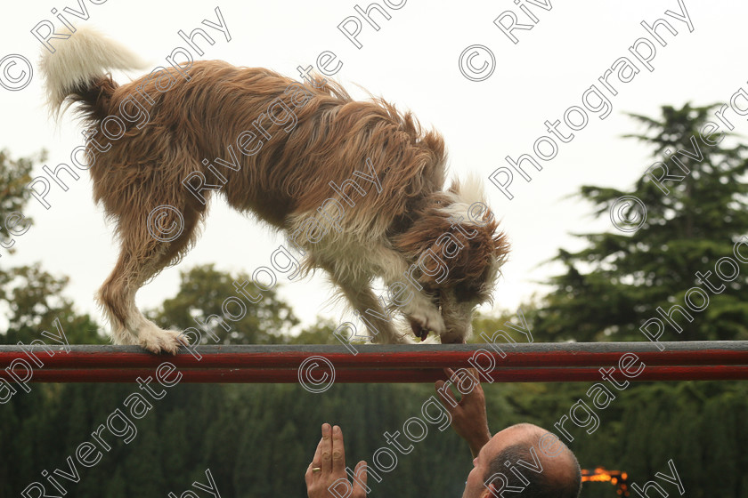 AWC 7577 
 Keywords: ANIMAL HEALTH TRUST, Gala Day, KENTFORD, Lanwades Park, Newmarket, Suffolk, dogs, parallel bars, rockwood dog display team