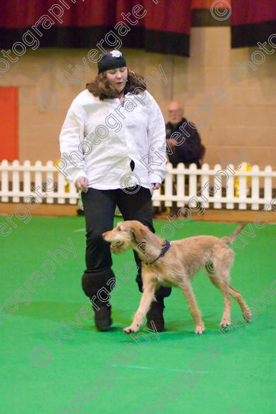 IMG 8674 
 Heelwork to Music and Canine Freestyle Competitions held at Westglen in April 2008 
 Keywords: 2008, Bilford Road, Perdiswell Leisure Centre, WR3 8DX, Worcester, april, competition, heelwork to music, westglen, hannah crook, advanced, htm