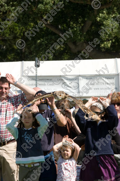 IMG 3479 
 Hatfield House Country Show 2008 Birds of Prey and Falconry 
 Keywords: Hatfield House Country Show, Birds of Prey, Falconry, Arena Demonstration, James McKay and son.