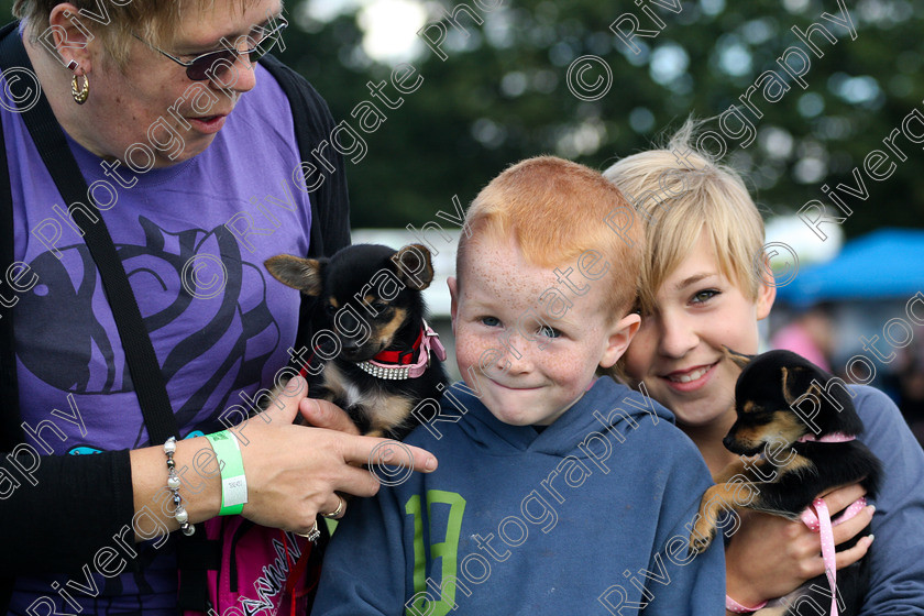 AWC 7298 
 Keywords: 2010, Chihuahua, Kent, MDS Shows Ltd, Paws in the Park, arena demonstrations, children, dogs, paddock wood