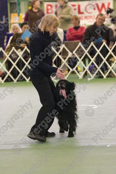 IMG 5955 
 Keywords: 2008, K9 Freestyle, Rugby DTC, canine freestyle, competition, connexions leisure centre, coventry, dancing dogs, february, heelwork to music, , ryton on dunsmore