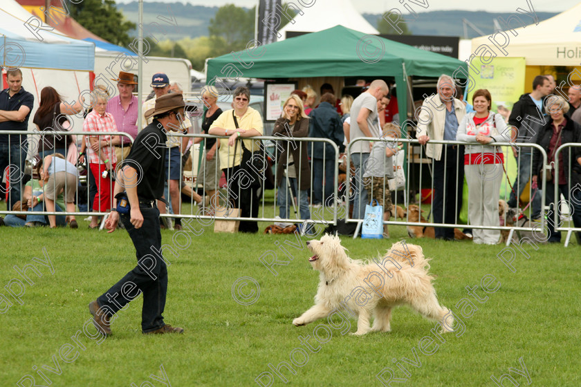 AWC 7498 
 Keywords: 2010, Kent, MDS Shows Ltd, Paws in the Park, Richard Curtis, arena demonstrations, heelwork to music, paddock wood, poodle cross border collie, whizzy