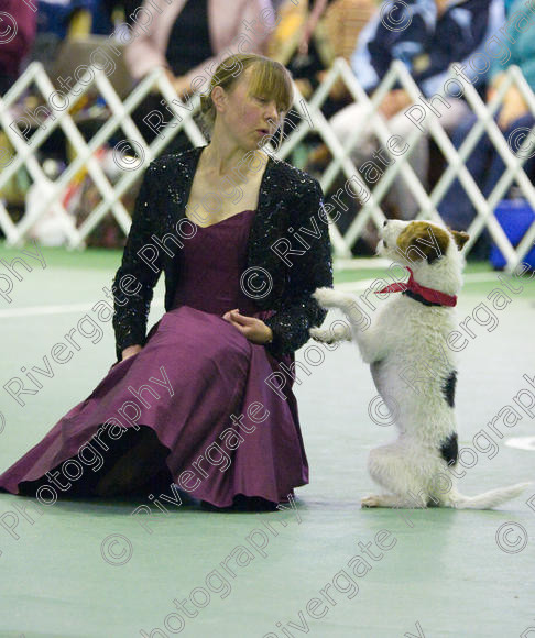 IMG 6794 
 Keywords: 2008, K9 Freestyle, Rugby DTC, canine freestyle, competition, connexions leisure centre, coventry, dancing dogs, february, heelwork to music, , ryton on dunsmore