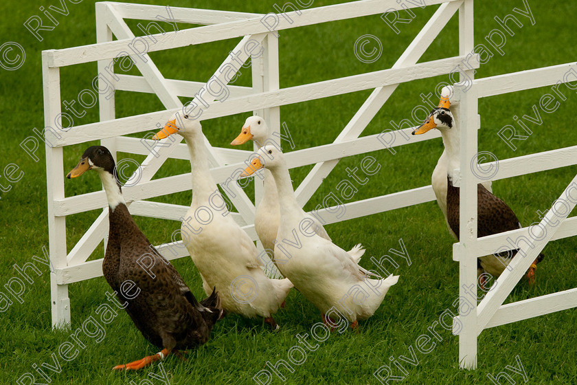 AWC 0777-2 
 Keywords: 0771 313 8528, 2009, England, Harrogate, North Yorkshire, UK, arena demonstration, arena display, august, duck herding, elaine hill, harrogate game fair, info@elainehill-sheepdogs.co.uk, sheepdog display