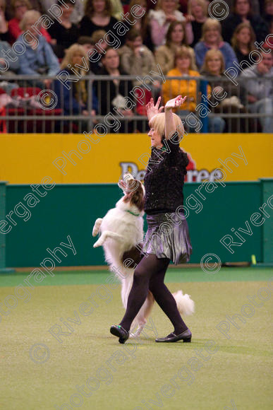 IMG 7315 
 Crufts Heelwork to Music and Canine Freestyle Competition Finals 
 Keywords: 2008, Arena, Display, NEC, WS, birmingham, canine freestyle, crufts, dancing, dogs, heelwork to music, htm, kath hardman, march, performance, reflections of ginger, working sheepdog