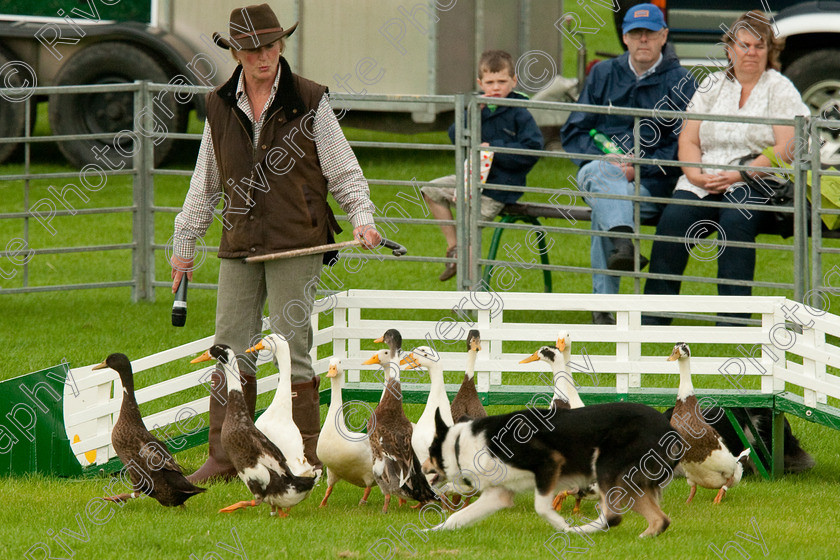 AWC 0763-2 
 Keywords: 0771 313 8528, 2009, England, Harrogate, North Yorkshire, UK, arena demonstration, arena display, august, duck herding, elaine hill, harrogate game fair, info@elainehill-sheepdogs.co.uk, sheepdog display