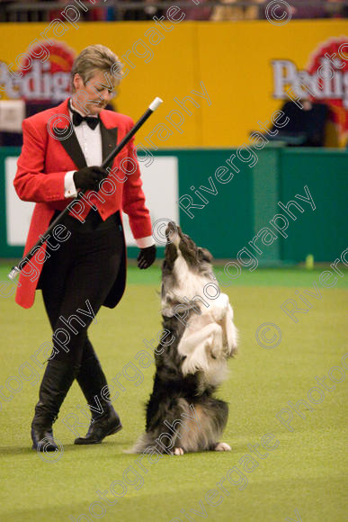 IMG 8061 
 Keywords: 2008, Arena, Display, NEC, birmingham, canine freestyle, crufts, dancing, dogs, heelwork to music, htm, march, performance, mary ray,