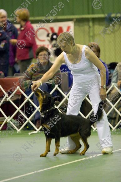 IMG 5795 
 Keywords: 2008, K9 Freestyle, Rugby DTC, canine freestyle, competition, connexions leisure centre, coventry, dancing dogs, february, heelwork to music, , ryton on dunsmore