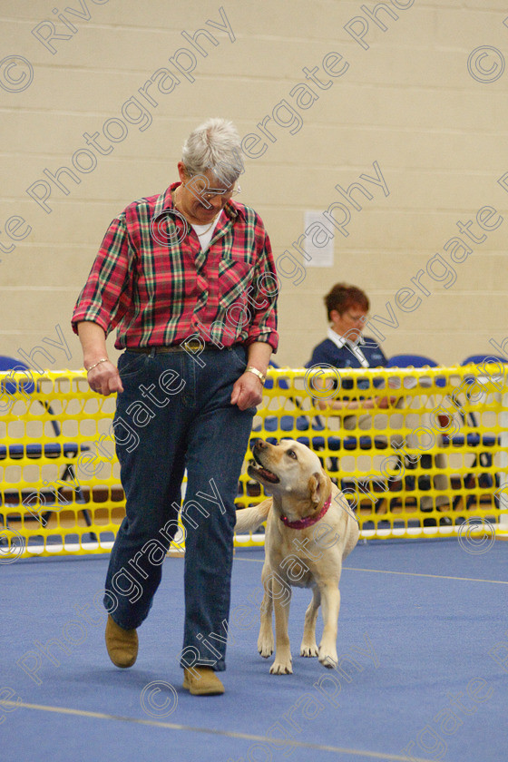 AWC 5786 
 Keywords: 2009, Barnard Castle, County Durham, DL12 8DS, May, Northern Mutts N Music, Novice Heelwork to Music, Royal Canin, Star Light Girl, Strathmore Road, Teesdale Sports Centre, bev williamson, canine freestyle, competition, heelwork to music, labrador