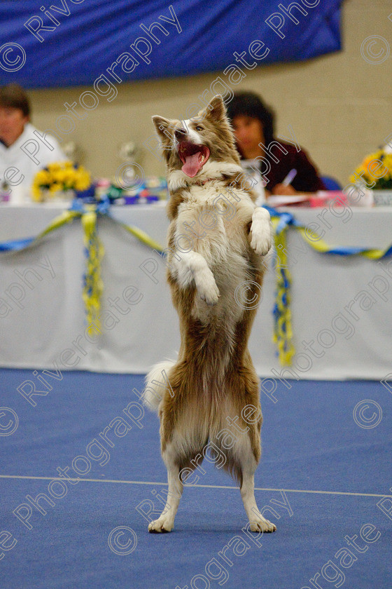 AWC 6785 
 Keywords: 2009, Ann Derizzio, Barnard Castle, Class 6b, County Durham, DL12 8DS, Heather Smith, Judges: Cathy Bates, May, Northern Mutts N Music, Royal Canin, Stillmore Lily the pink at Jessiebees, Strathmore Road, Teesdale Sports Centre, border collie, canine freestyle, competition, heelwork to music, maggie backhouse