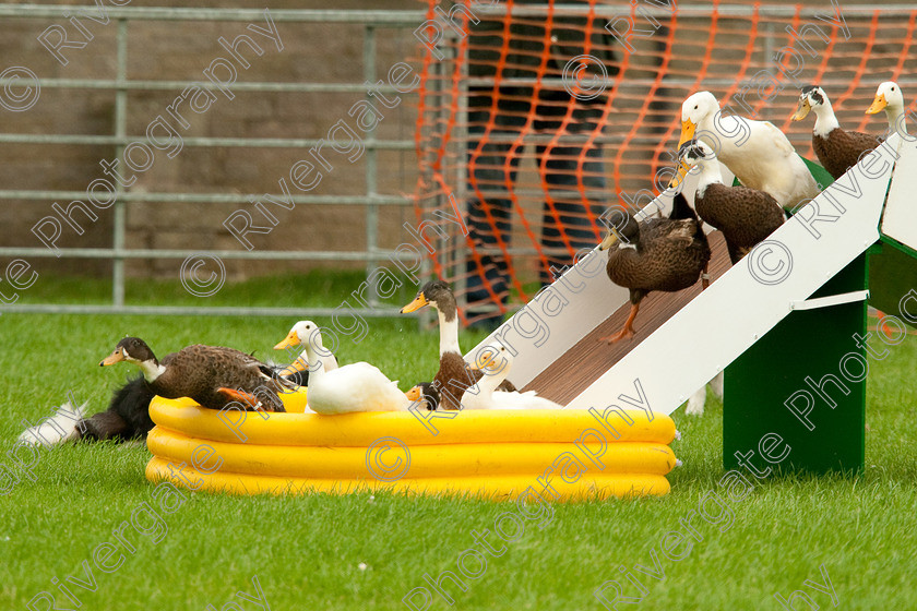 AWC 0782-2 
 Keywords: 0771 313 8528, 2009, England, Harrogate, North Yorkshire, UK, arena demonstration, arena display, august, duck herding, elaine hill, harrogate game fair, info@elainehill-sheepdogs.co.uk, sheepdog display