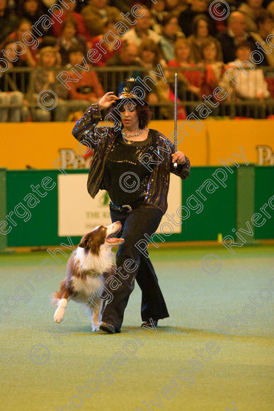 IMG 7372 
 Ann De Rizzio with Stillmoor Touch of Spice performing at Crufts 2008 in the Arena at the NEC Birmingham 
 Keywords: 2008, Arena, BC, Display, NEC, Stillmoor Touch of Spice, ann de rizzio, birmingham, border collie, canine freestyle, crufts, dancing, dogs, heelwork to music, htm, march, performance