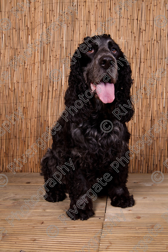 AWC 9453 
 Keywords: 2009, Ower, dogs, july, portraits, wellow agility club