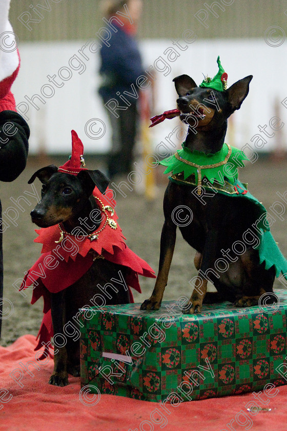 AWC 8100 
 Keywords: 2009, Fancy Dress, Xmas Party, december, dogs, wellow agility club