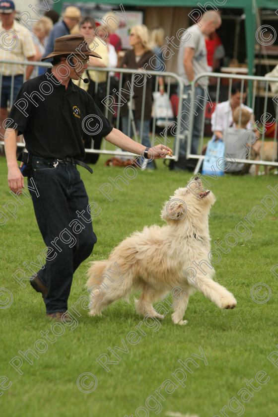 AWC 7491 
 Keywords: 2010, Kent, MDS Shows Ltd, Paws in the Park, Richard Curtis, arena demonstrations, heelwork to music, paddock wood, poodle cross border collie, whizzy