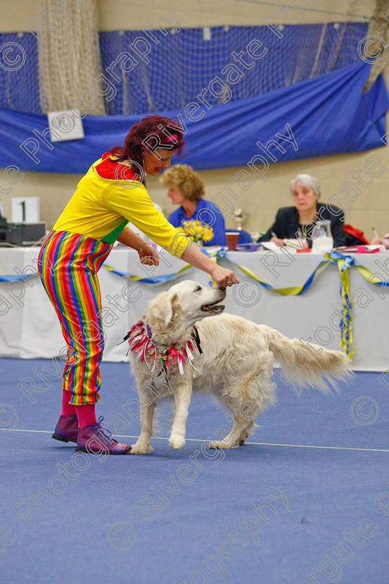 AWC 6319 
 Keywords: 2009, Anita Hartland, Aprix Alford, Barnard Castle, County Durham, DL12 8DS, Judges Jeanette Fyfe, May, Northern Mutts N Music, Paudell Precious Gem, Royal Canin, Starters Freestyle, Strathmore Road, Teesdale Sports Centre, canine freestyle, competition, golden retriever, heelwork to music, penny draper