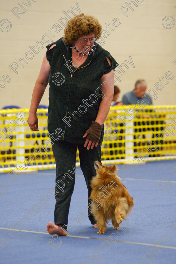 AWC 5742 
 Keywords: 2009, Barnard Castle, County Durham, DL12 8DS, Danny Dances Daintily, May, Northern Mutts N Music, Novice Heelwork to Music, Royal Canin, Strathmore Road, Teesdale Sports Centre, canine freestyle, carol mortimer, competition, german spitz, heelwork to music