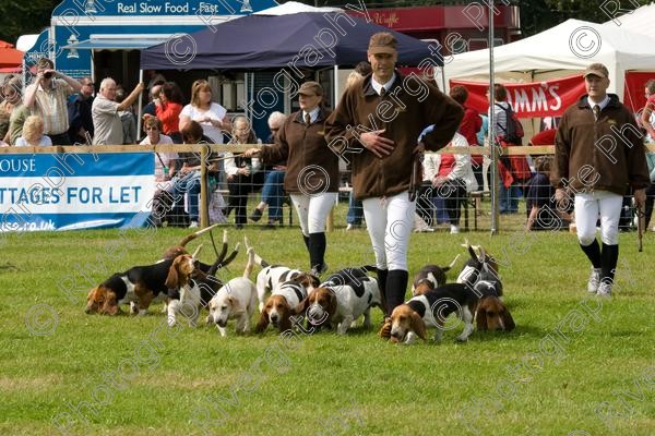 IMG 3189 
 Hatfield House Country Show 2008 Albany Bassett Hounds 
 Keywords: albany bassett hounds, hatfield house country show, meet and greet, pet, stroke