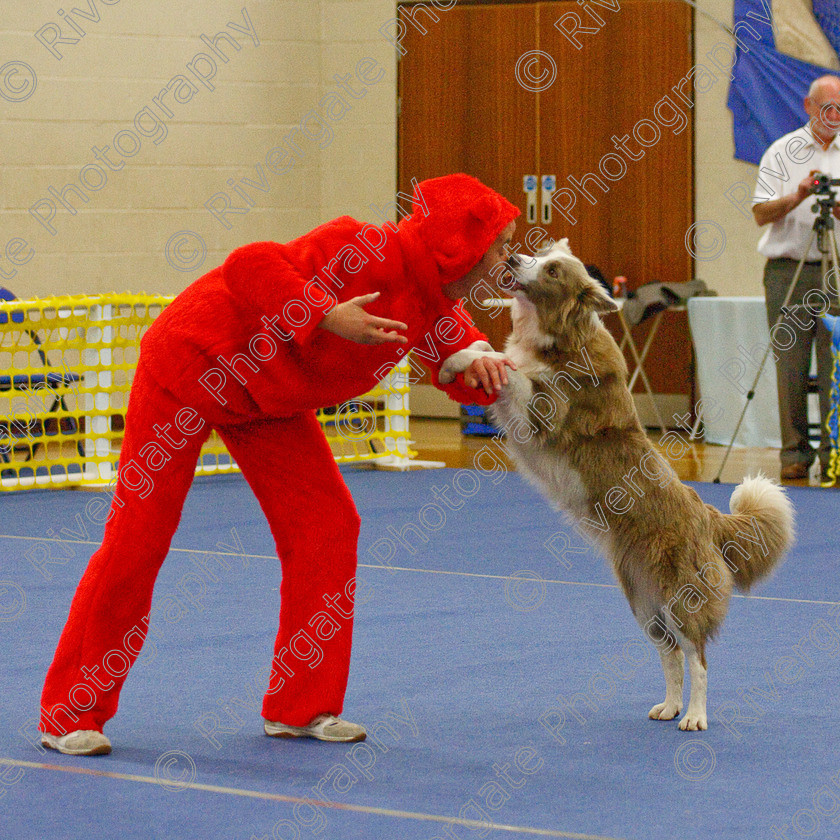 AWC 6784 
 Keywords: 2009, Ann Derizzio, Barnard Castle, Class 6b, County Durham, DL12 8DS, Heather Smith, Judges: Cathy Bates, May, Northern Mutts N Music, Royal Canin, Stillmore Lily the pink at Jessiebees, Strathmore Road, Teesdale Sports Centre, border collie, canine freestyle, competition, heelwork to music, maggie backhouse