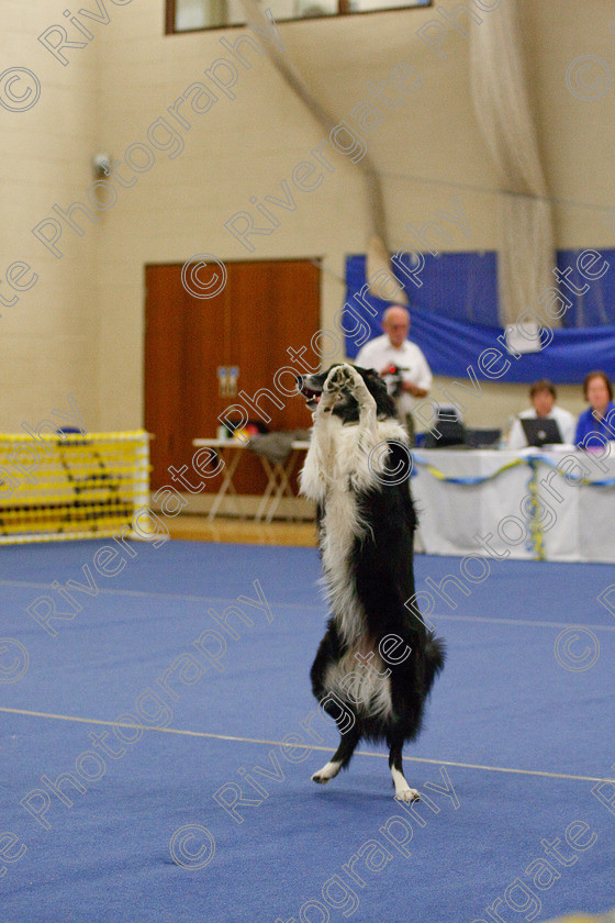 AWC 5909 
 Keywords: 2009, Barnard Castle, County Durham, DL12 8DS, Genabacab Quntilla, Intermediate Heelwork to Music, May, Northern Mutts N Music, Royal Canin, Strathmore Road, Teesdale Sports Centre, canine freestyle, competition, heelwork to music, roger reed, working sheepdog