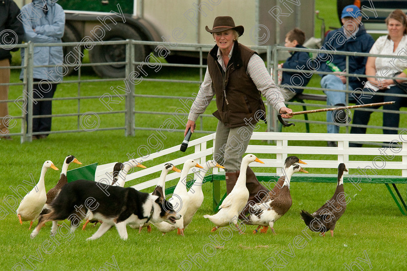 AWC 0765-2 
 Keywords: 0771 313 8528, 2009, England, Harrogate, North Yorkshire, UK, arena demonstration, arena display, august, duck herding, elaine hill, harrogate game fair, info@elainehill-sheepdogs.co.uk, sheepdog display