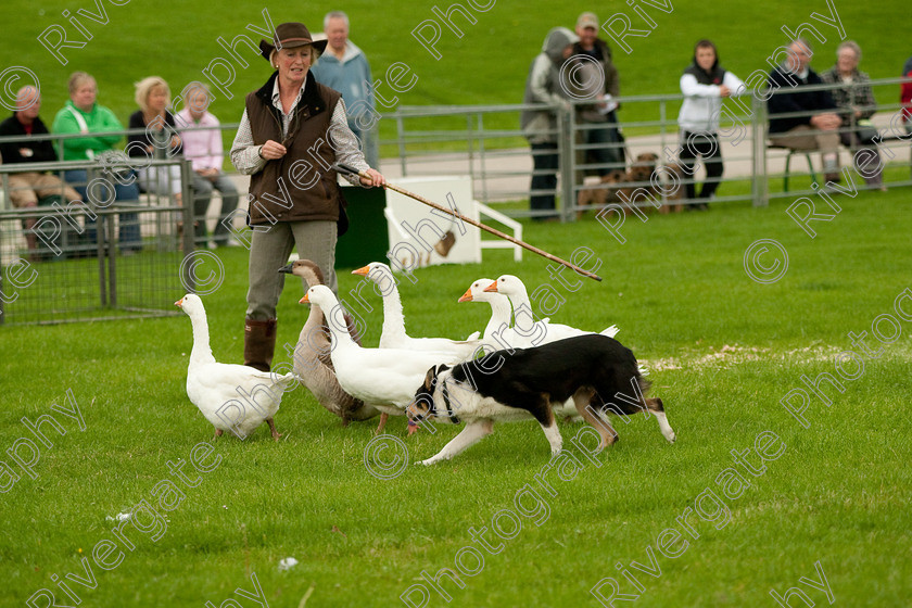 AWC 0751-2 
 Keywords: 0771 313 8528, 2009, England, Harrogate, North Yorkshire, UK, arena demonstration, arena display, august, duck herding, elaine hill, harrogate game fair, info@elainehill-sheepdogs.co.uk, sheepdog display