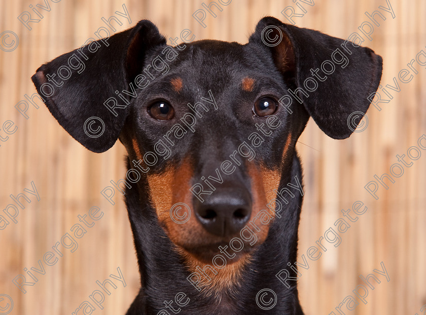 AWC 9594 
 Keywords: 2009, Ower, dogs, july, portraits, wellow agility club