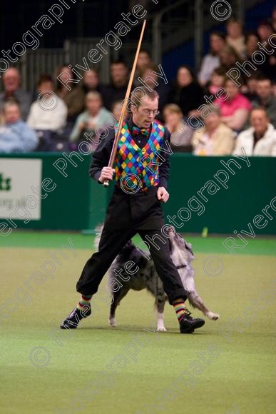 IMG 7280 
 Crufts Heelwork to Music and Canine Freestyle Competition Finals 
 Keywords: 2008, Arena, Display, NEC, birmingham, canine freestyle, crufts, dancing, dogs, heelwork to music, htm, march, performance, pogo, pot black routine, richard curtis