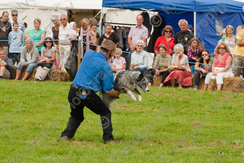 AWC 1482 
 Wanborough Country Show, August 2009, Richard Curtis' K9freestyle Dancing Dog Arena Display 
 Keywords: 2009, arena demonstration, arena display, august, canine freestyle, dog dancing, dog display, England, heelwork to music, k9freestyle, Lynch Field, Lynch Field, Wanborough, Wiltshire, England, UK, richard curtis, UK, wanborough country show, Wanborough, Wiltshire