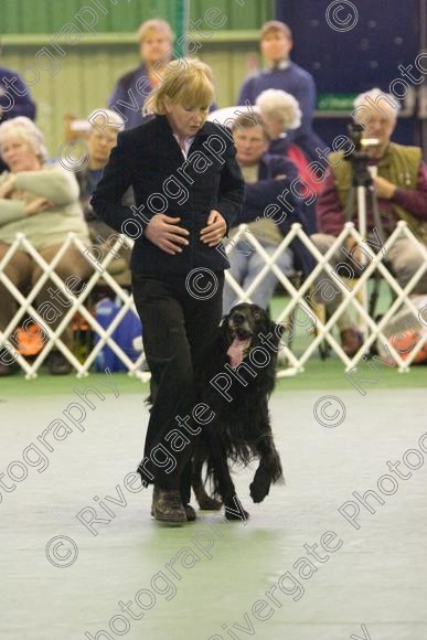 IMG 5960 
 Keywords: 2008, K9 Freestyle, Rugby DTC, canine freestyle, competition, connexions leisure centre, coventry, dancing dogs, february, heelwork to music, , ryton on dunsmore