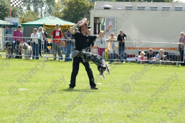 AWC 0890 
 Paws in the Park 2008 at The Hop Farm, Paddock Wood, Kent, organised by MDS Ltd 
 Keywords: 2008, arena demonstration, arena display, country show, display, paddock wood, paws in the park, richard curtis, september, the hop farm