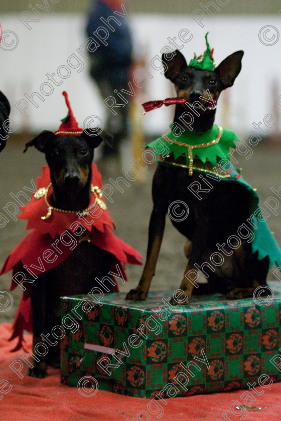 AWC 8101 
 Keywords: 2009, Fancy Dress, Xmas Party, december, dogs, wellow agility club