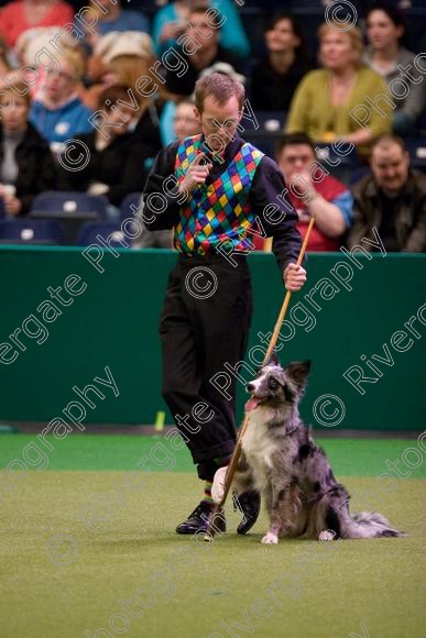 IMG 7229 
 Crufts Heelwork to Music and Canine Freestyle Competition Finals 
 Keywords: 2008, Arena, Display, NEC, birmingham, canine freestyle, crufts, dancing, dogs, heelwork to music, htm, march, performance, pogo, pot black routine, richard curtis