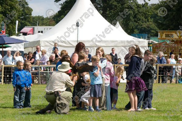 IMG 3508 
 Hatfield House Country Show 2008 Birds of Prey and Falconry 
 Keywords: Hatfield House Country Show, Birds of Prey, Falconry, Arena Demonstration, James McKay and son.