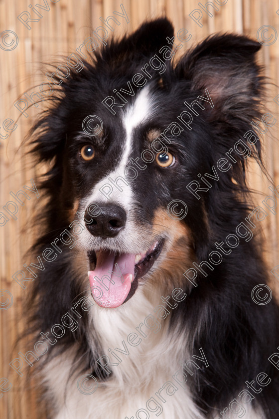 AWC 9508 
 Keywords: 2009, Ower, dogs, july, portraits, wellow agility club