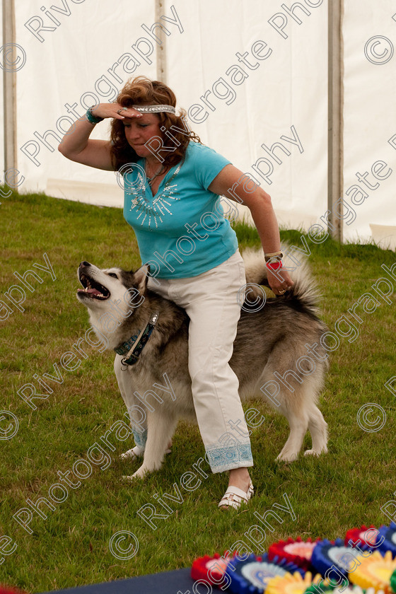 AWC 8241 
 Keywords: 2009, England, June, MDS Ltd, Paws in the Park, UK, broadlands, competition, hampshire, heelwork to music, paws in music, romsey