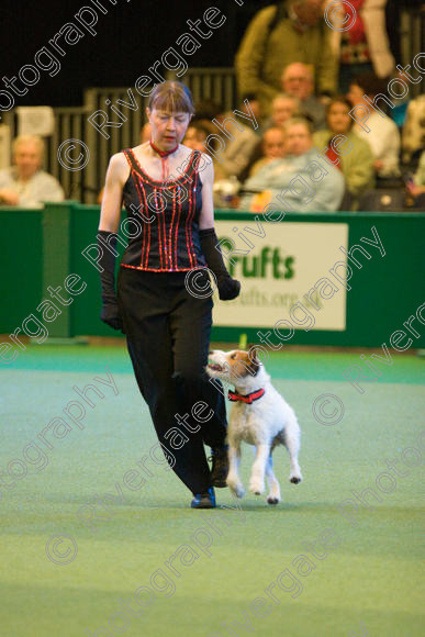 IMG 7449 
 Carol Wallace with Last of the Summer Wine performing Heelwork to Music at Crufts 2008 in the Arena at the NEC Birmingham 
 Keywords: 2008, Arena, Display, Jack Russell, Last of the Summer Wine, NEC, birmingham, canine freestyle, carol wallace, crufts, dancing, dogs, heelwork to music, htm, march, performance