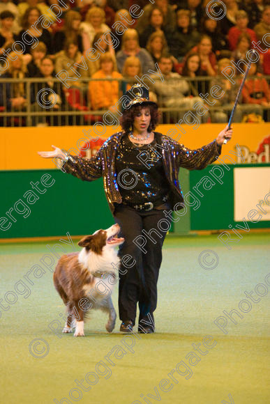 IMG 7374 
 Ann De Rizzio with Stillmoor Touch of Spice performing at Crufts 2008 in the Arena at the NEC Birmingham 
 Keywords: 2008, Arena, BC, Display, NEC, Stillmoor Touch of Spice, ann de rizzio, birmingham, border collie, canine freestyle, crufts, dancing, dogs, heelwork to music, htm, march, performance