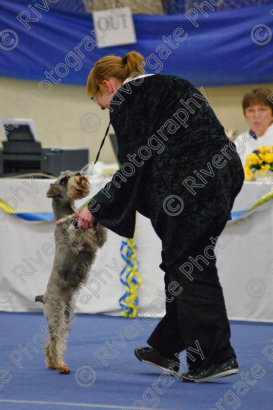 AWC 6579 
 Keywords: 2009, Barnard Castle, Class 6a, County Durham, DL12 8DS, Jennifer Martindale, Judges: Penny Draper, May, Miniature Schnauzer, Northern Mutts N Music, Novice Freestyle, Richard Curtis, Royal Canin, Sapphire Dream, Strathmore Road, Teesdale Sports Centre, annette lowe, canine freestyle, competition, heelwork to music