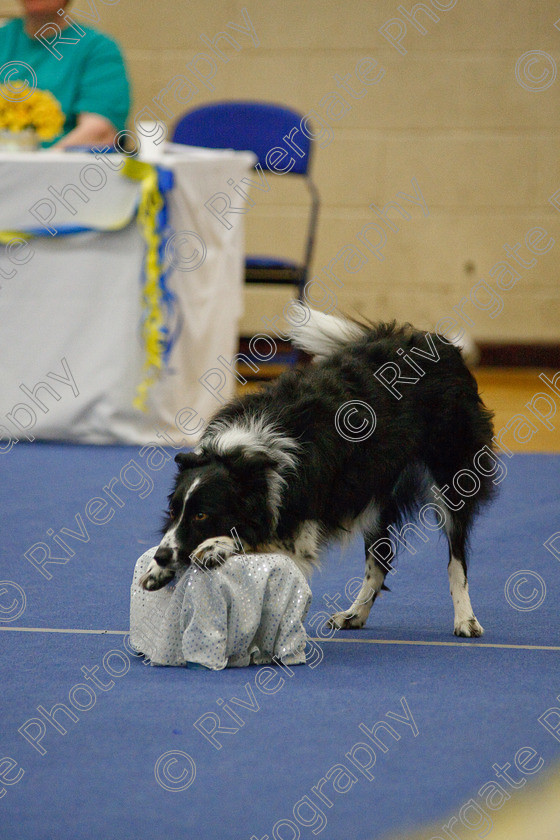 AWC 6827 
 Keywords: 2009, Ann Derizzio, Barnard Castle, Ceri Cariad, Class 6b, County Durham, DL12 8DS, Heather Smith, Judges: Cathy Bates, May, Northern Mutts N Music, Royal Canin, Strathmore Road, Teesdale Sports Centre, canine freestyle, competition, heelwork to music, margaret booth, working sheepdog