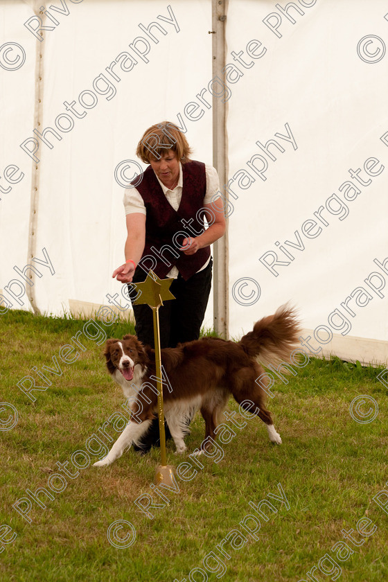 AWC 8124 
 Keywords: 2009, England, June, MDS Ltd, Paws in the Park, UK, broadlands, competition, hampshire, heelwork to music, paws in music, romsey