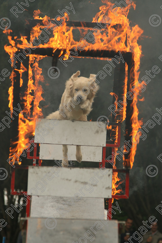 AWC 7562 
 Keywords: ANIMAL HEALTH TRUST, Gala Day, KENTFORD, Lanwades Park, Newmarket, Suffolk, agility, dogs, rings of fire, rockwood dog display team