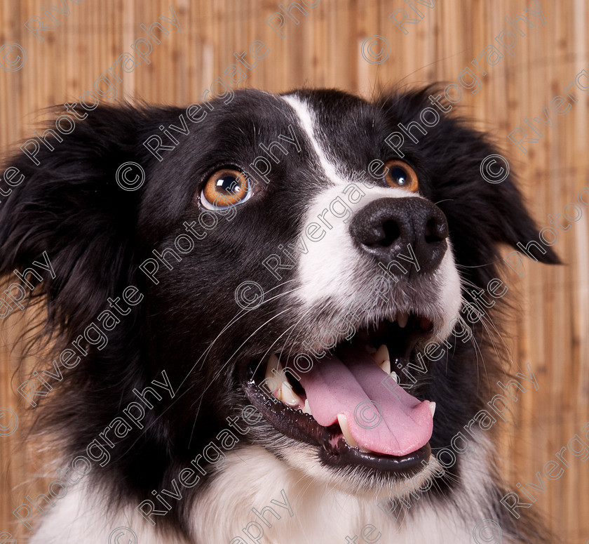 AWC 9656 
 Keywords: 2009, Ower, dogs, july, portraits, wellow agility club