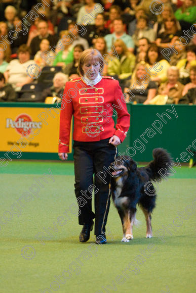 IMG 7463 
 Mary Muxworthy performing Advanced Heelwork to Music at the Crufts competition at the NEC Arena in Birmingham in March 2008 
 Keywords: 2008, Arena, Collywobble Cenltic Harry, Display, NEC, WS, Working Sheep dog, birmingham, canine freestyle, crufts, dancing, dogs, heelwork to music, htm, march, mary muxworthy, performance