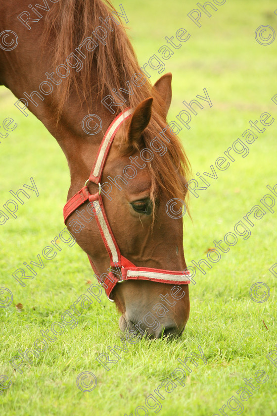 AWC 7604 
 Keywords: ANIMAL HEALTH TRUST, Gala Day, KENTFORD, Lanwades Park, Newmarket, Suffolk, grass, grazing, green, horse