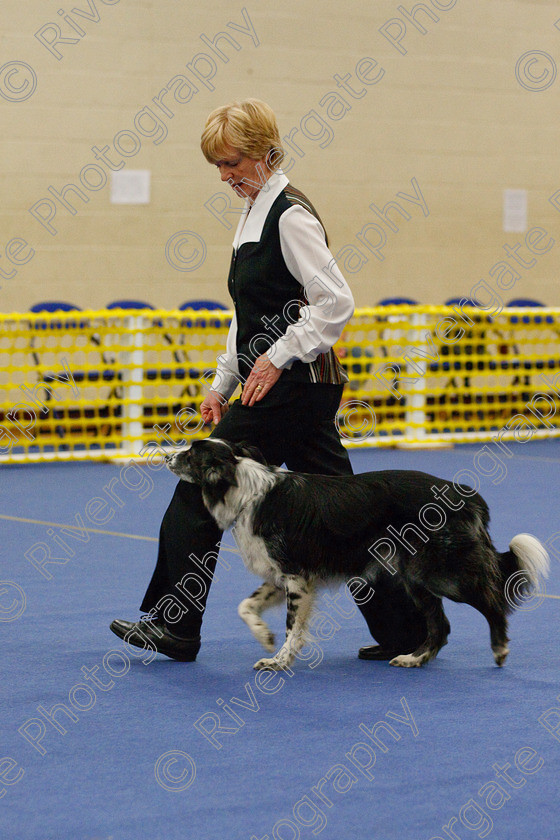 AWC 5915 
 Keywords: 2009, Barnard Castle, Chance of Freedom, County Durham, DL12 8DS, Intermediate Heelwork to Music, May, Northern Mutts N Music, Royal Canin, Strathmore Road, Sue Leyland, Teesdale Sports Centre, border collie, canine freestyle, competition, heelwork to music