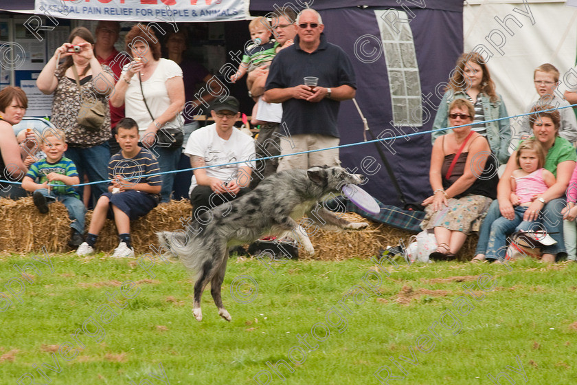 AWC 1521 
 Wanborough Country Show, August 2009, Richard Curtis' K9freestyle Dancing Dog Arena Display 
 Keywords: 2009, arena demonstration, arena display, august, canine freestyle, dog dancing, dog display, England, heelwork to music, k9freestyle, Lynch Field, Lynch Field, Wanborough, Wiltshire, England, UK, richard curtis, UK, wanborough country show, Wanborough, Wiltshire