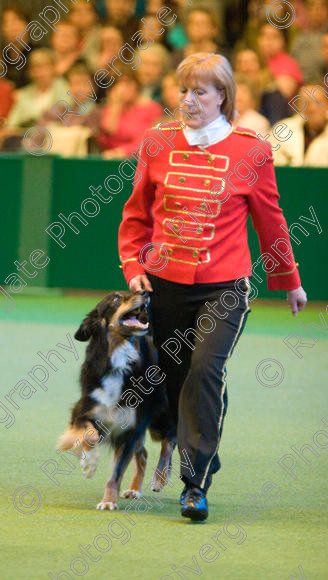 IMG 7459 
 Mary Muxworthy performing Advanced Heelwork to Music at the Crufts competition at the NEC Arena in Birmingham in March 2008 
 Keywords: 2008, Arena, Collywobble Cenltic Harry, Display, NEC, WS, Working Sheep dog, birmingham, canine freestyle, crufts, dancing, dogs, heelwork to music, htm, march, mary muxworthy, performance