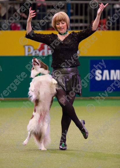 IMG 7317 
 Crufts Heelwork to Music and Canine Freestyle Competition Finals 
 Keywords: 2008, Arena, Display, NEC, WS, birmingham, canine freestyle, crufts, dancing, dogs, heelwork to music, htm, kath hardman, march, performance, reflections of ginger, working sheepdog