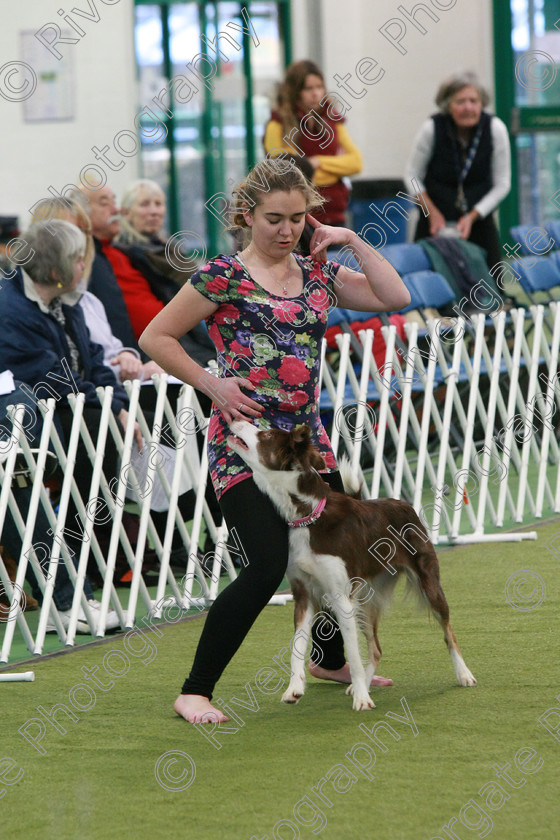 AWC 0270 
 Keywords: Nicci Hindson, heelwork to music competition, rugby dog club